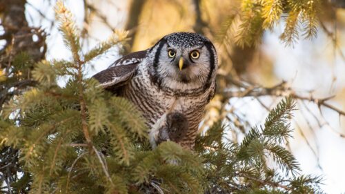 Northern Hawk Owl Holding Prey in Pine Tree 4K Wallpaper