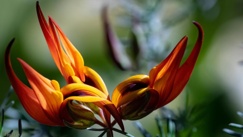 Stunning Lotus Berthelotii Flame Flowers Macro Desktop Wallpaper