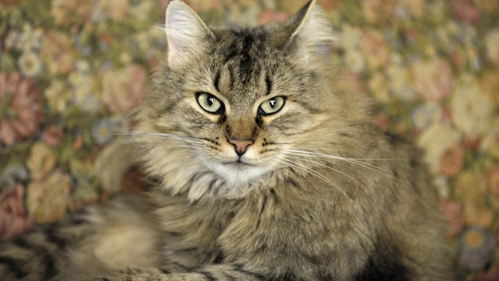 Majestic Fluffy Tabby Cat with Green Eyes Desktop Wallpaper