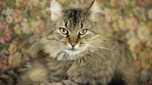 Majestic Fluffy Tabby Cat with Green Eyes Desktop Wallpaper