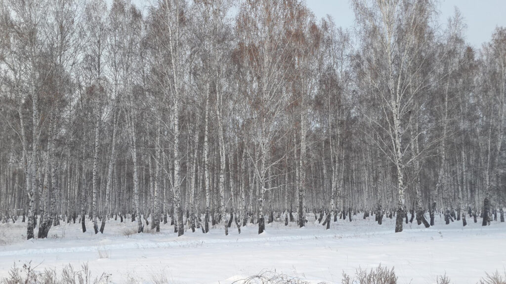 Serene Snowy Birch Forest Winter Landscape High Resolution Desktop Wallpaper