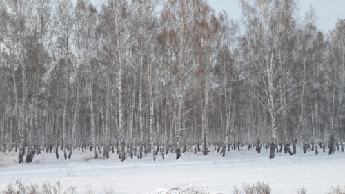 Serene Snowy Birch Forest Winter Landscape High Resolution Desktop Wallpaper
