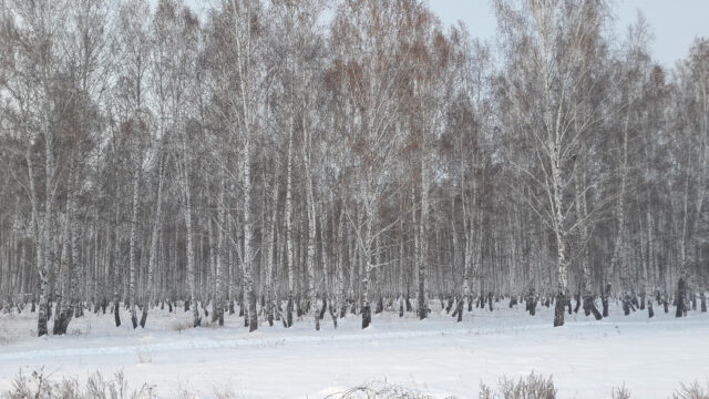 Serene Snowy Birch Forest Winter Landscape High Resolution Desktop Wallpaper