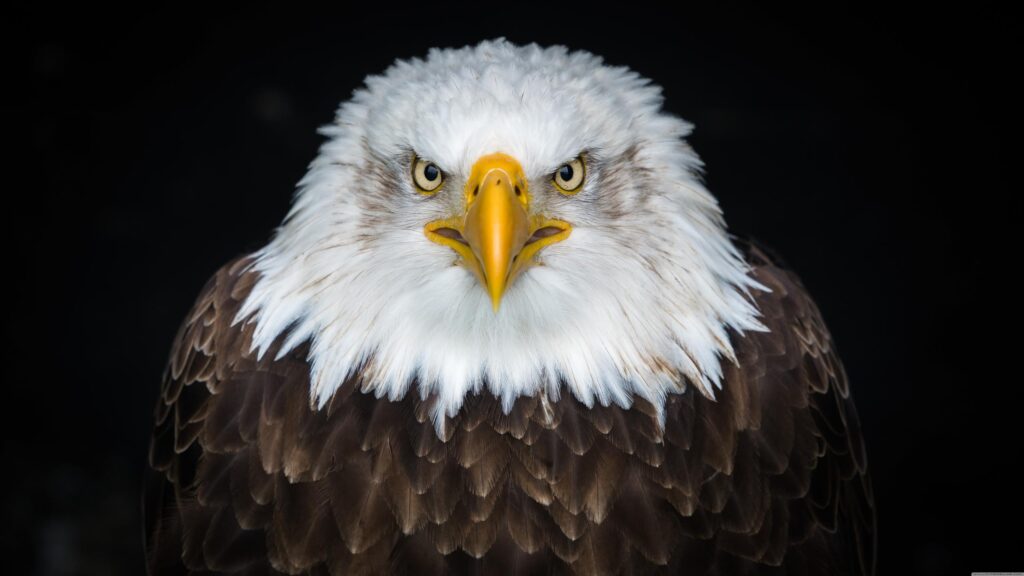 Majestic Bald Eagle Close-Up Portrait 4K Desktop Wallpaper