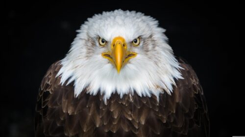 Majestic Bald Eagle Close-Up Portrait 4K Desktop Wallpaper