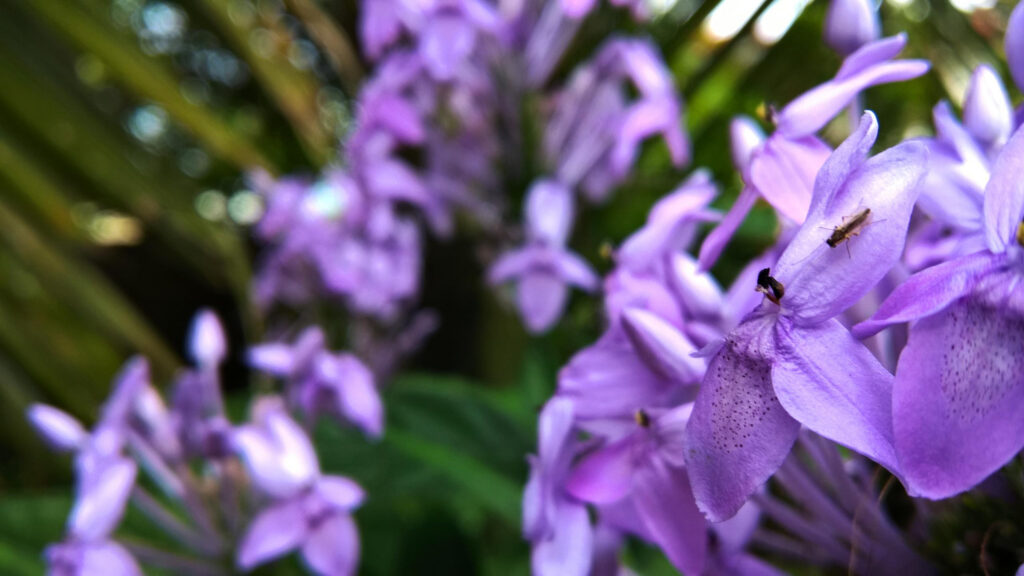 Beautiful Macro Purple Flowers with Tiny Insect Desktop Wallpaper