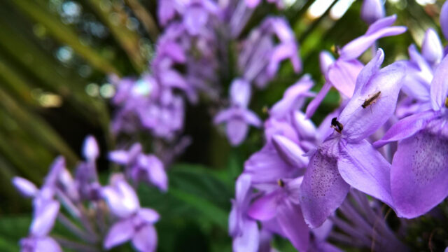 Beautiful Macro Purple Flowers with Tiny Insect Desktop Wallpaper
