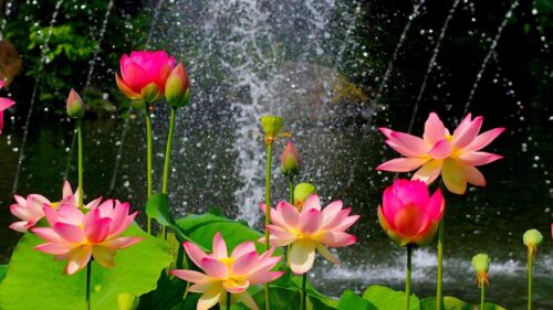 Beautiful Pink Lotus Flowers with Fountain Background PC Wallpaper