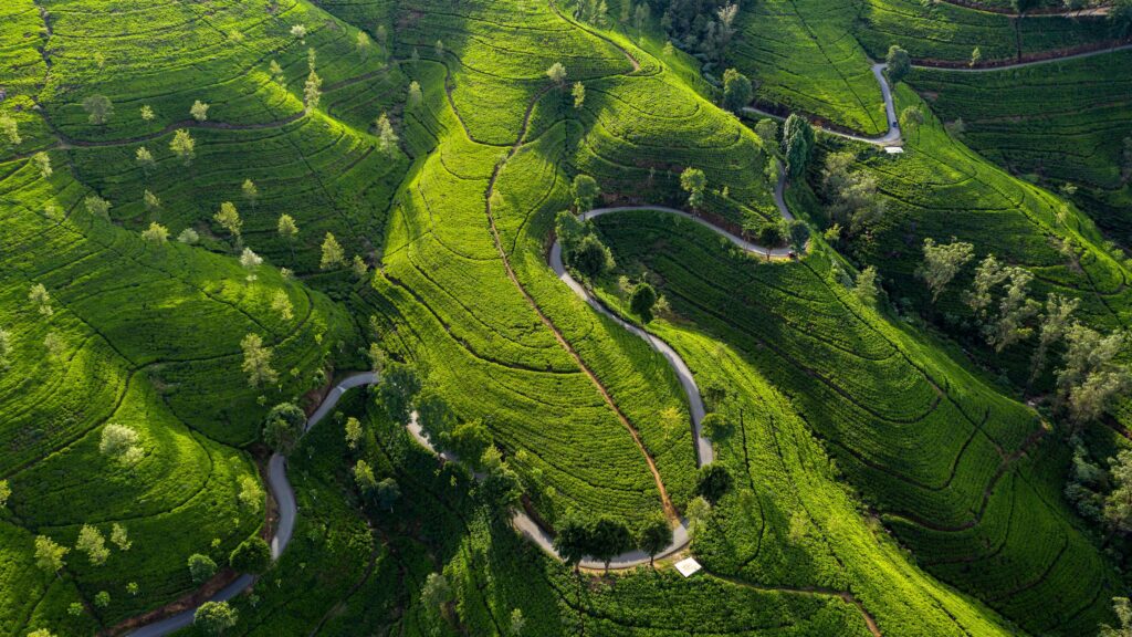 Aerial View of Lush Green Tea Plantations and Winding Roads Desktop Wallpaper