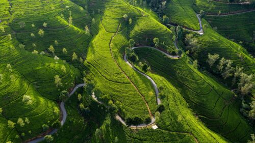 Aerial View of Lush Green Tea Plantations and Winding Roads Desktop Wallpaper