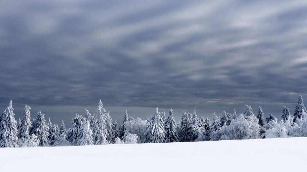 Stunning Snowy Pine Forest Under Dramatic Grey Winter Skies 4K Wallpaper