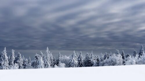 Stunning Snowy Pine Forest Under Dramatic Grey Winter Skies 4K Wallpaper