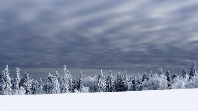 Stunning Snowy Pine Forest Under Dramatic Grey Winter Skies 4K Wallpaper
