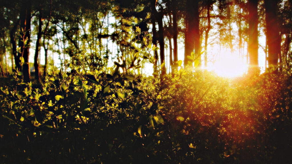 Golden Sunlight Streaming Through Forest Trees Desktop Wallpaper