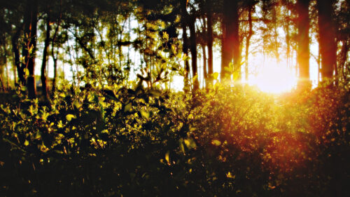 Golden Sunlight Streaming Through Forest Trees Desktop Wallpaper