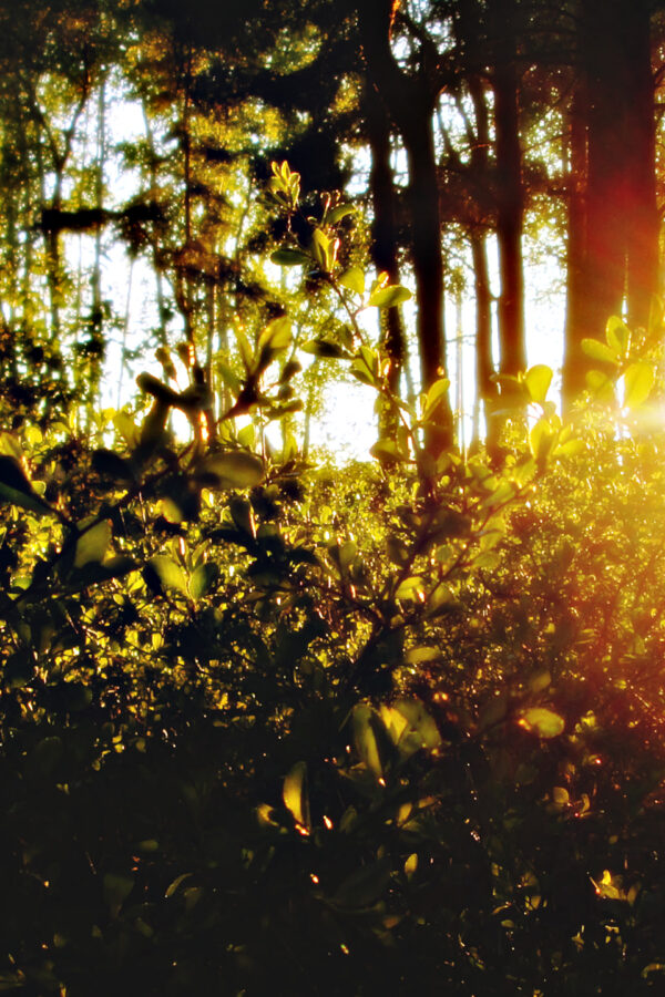 Golden Sunlight Streaming Through Forest Trees Desktop Wallpaper
