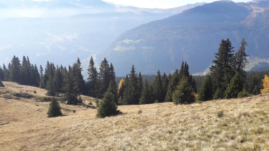 Stunning Alpine Meadow with Evergreen Trees and Misty Mountain Views Desktop Wallpaper