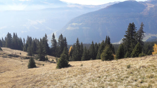 Stunning Alpine Meadow with Evergreen Trees and Misty Mountain Views Desktop Wallpaper