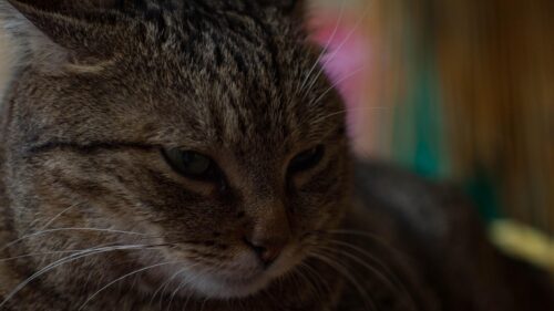 Close up Portrait of a Cute Brown Tabby Cat Desktop Wallpaper