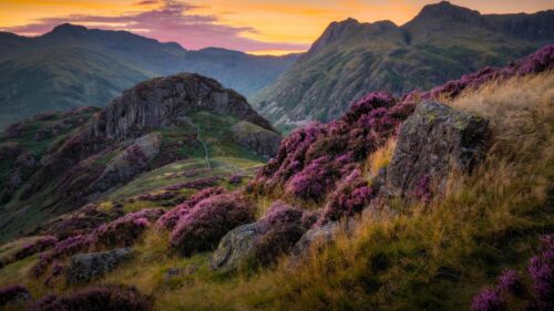 Breathtaking Sunset Over Purple Heather Mountainside Desktop Wallpaper