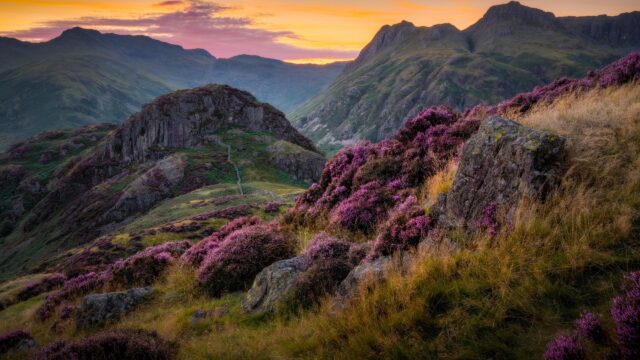Breathtaking Sunset Over Purple Heather Mountainside Desktop Wallpaper