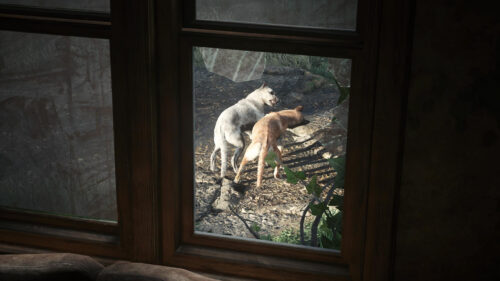 Stray Cats and Dogs Outside Window View Desktop Wallpaper