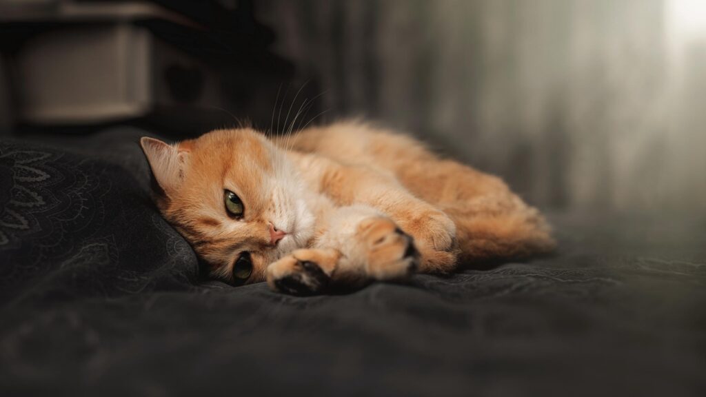 Cute Ginger Cat Resting on Dark Bedding 4K Desktop Wallpaper