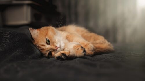 Cute Ginger Cat Resting on Dark Bedding 4K Desktop Wallpaper
