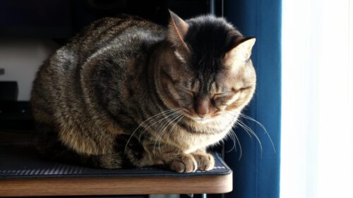 Sleepy Tabby Cat Resting on a Wooden Desk Desktop Wallpaper