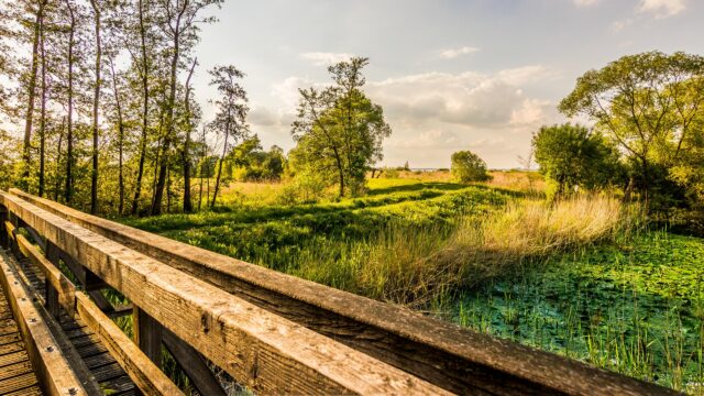 Serene Wooden Bridge Over Marshland at Sunset Desktop Wallpaper