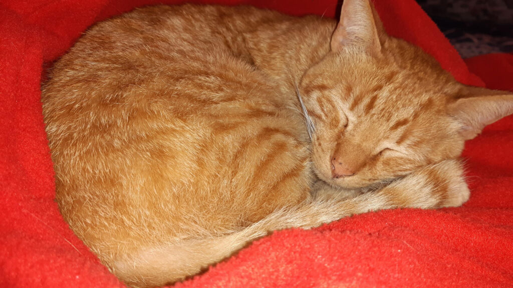 Cozy Ginger Cat Sleeping on a Soft Red Blanket Desktop Wallpaper