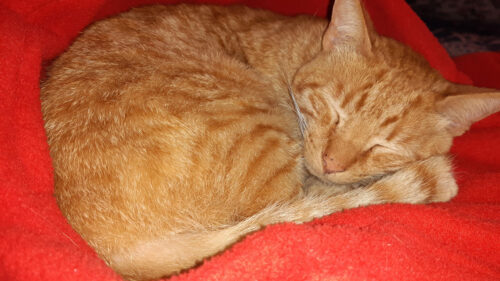 Cozy Ginger Cat Sleeping on a Soft Red Blanket Desktop Wallpaper