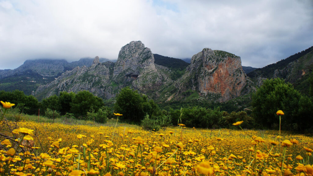 Beautiful Spring Mountain Landscape with Yellow Wildflowers Desktop Wallpaper