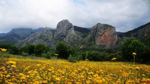 Beautiful Spring Mountain Landscape with Yellow Wildflowers Desktop Wallpaper