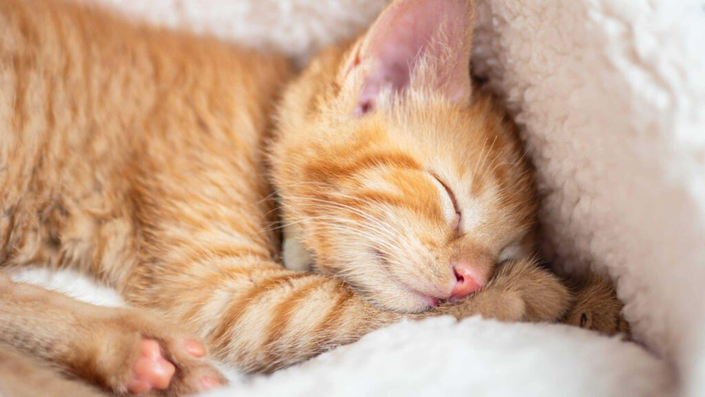Adorable Orange Tabby Kitten Sleeping on Soft White Fur Desktop Wallpaper