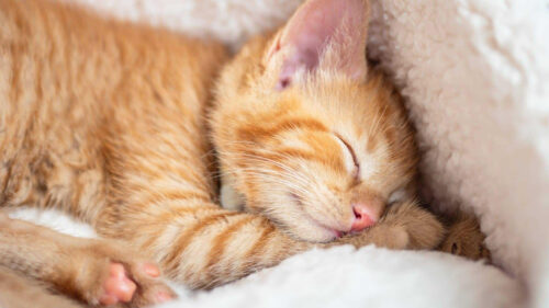 Adorable Orange Tabby Kitten Sleeping on Soft White Fur Desktop Wallpaper