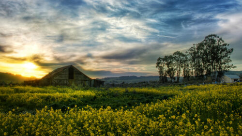 Rustic Barn in a Golden Field of Wildflowers at Sunset 4K Wallpaper
