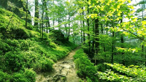 Sunlit Forest Hiking Trail in Lush Green Woodland 4K Wallpaper