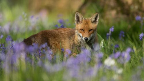 Red Fox Standing in a Lush Field of Bluebell Flowers Desktop Wallpaper