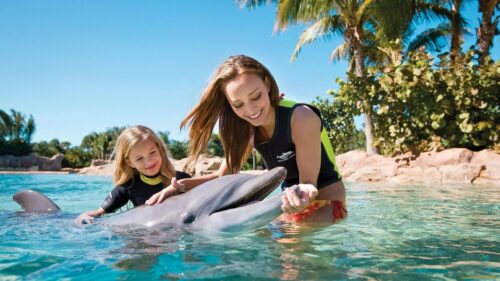 Woman and Child Swimming with Dolphin at Discovery Cove Desktop Wallpaper
