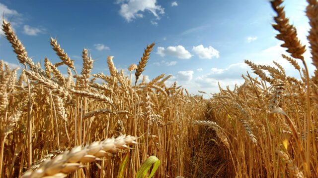 Golden Wheat Field Under a Radiant Summer Sky Desktop Wallpaper