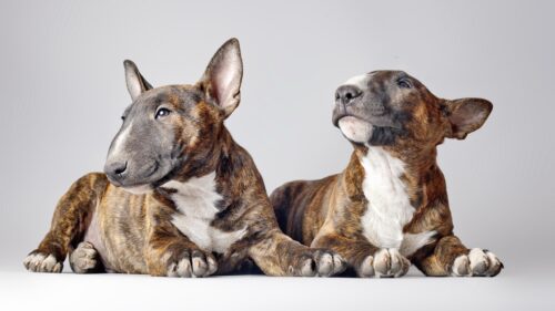 Two Cute Brindle Bull Terrier Puppies Resting Desktop Wallpaper