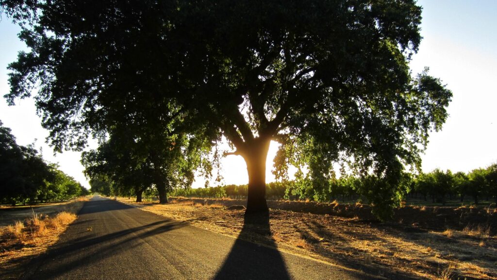 Golden Hour Sun Rays Through Old Oak Tree On Country Road PC Wallpaper