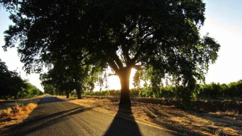Golden Hour Sun Rays Through Old Oak Tree On Country Road PC Wallpaper