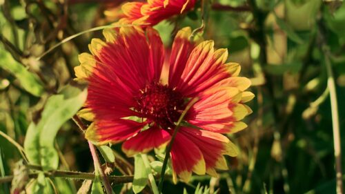 Vibrant Gaillardia Blanket Flower Close Up Nature Desktop Wallpaper