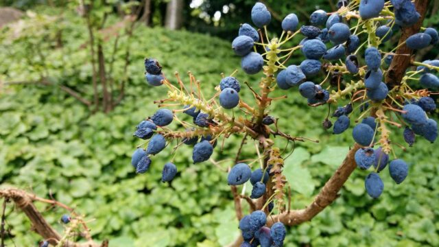 Macro Photography of Clusters of Ripe Blue Berries Desktop Wallpaper