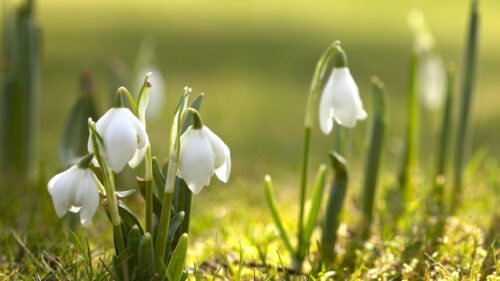 Beautiful Spring Snowdrop Flowers Close Up Nature PC Wallpaper
