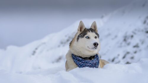 Beautiful Siberian Husky with Heterochromia in Winter Snow PC Wallpaper