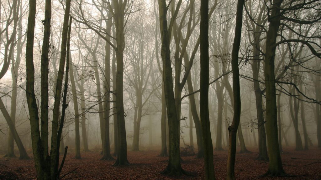 Ethereal Misty Forest Landscape with Autumnal Leaves Desktop Wallpaper