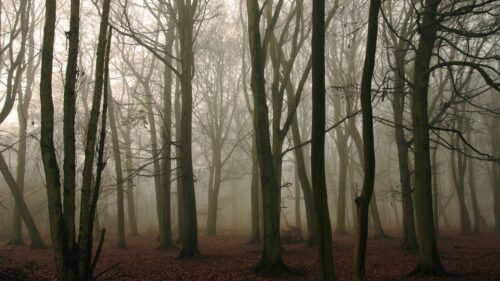 Ethereal Misty Forest Landscape with Autumnal Leaves Desktop Wallpaper